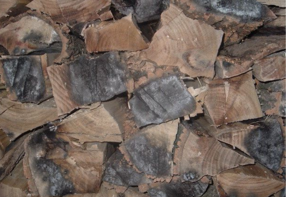 Can Moldy Wood Be Burnt? Here’s what you need to know